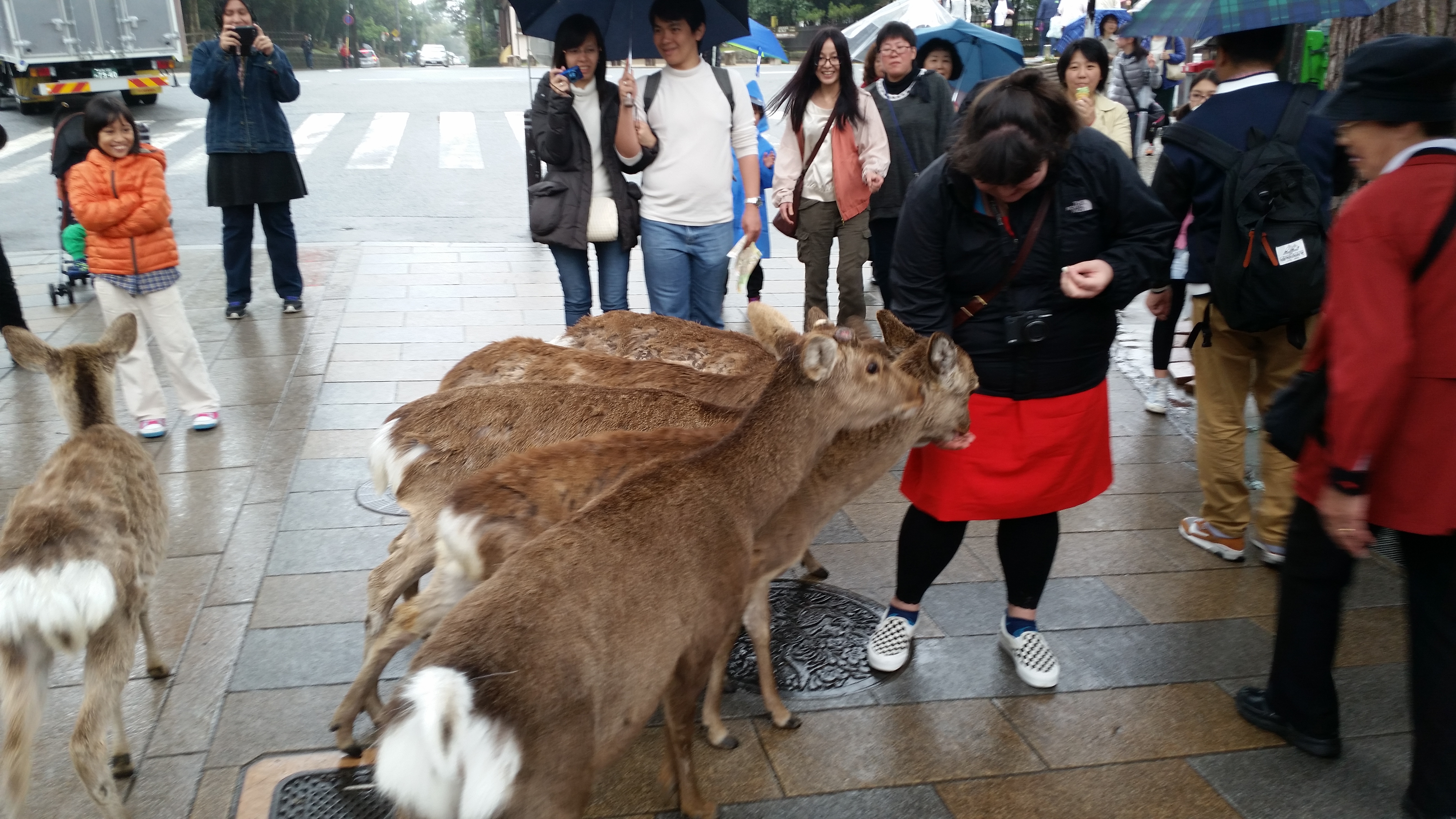 Bowing deer of Nara!